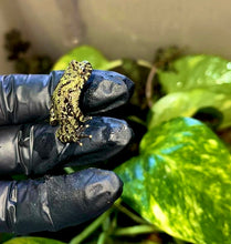 Cargar imagen en el visor de la galería, Bombina orientalis
