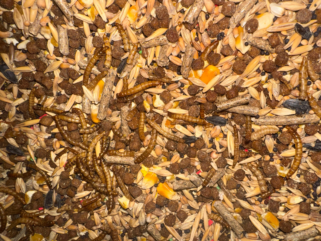 Pienso especial para Lirón pigmeo africano