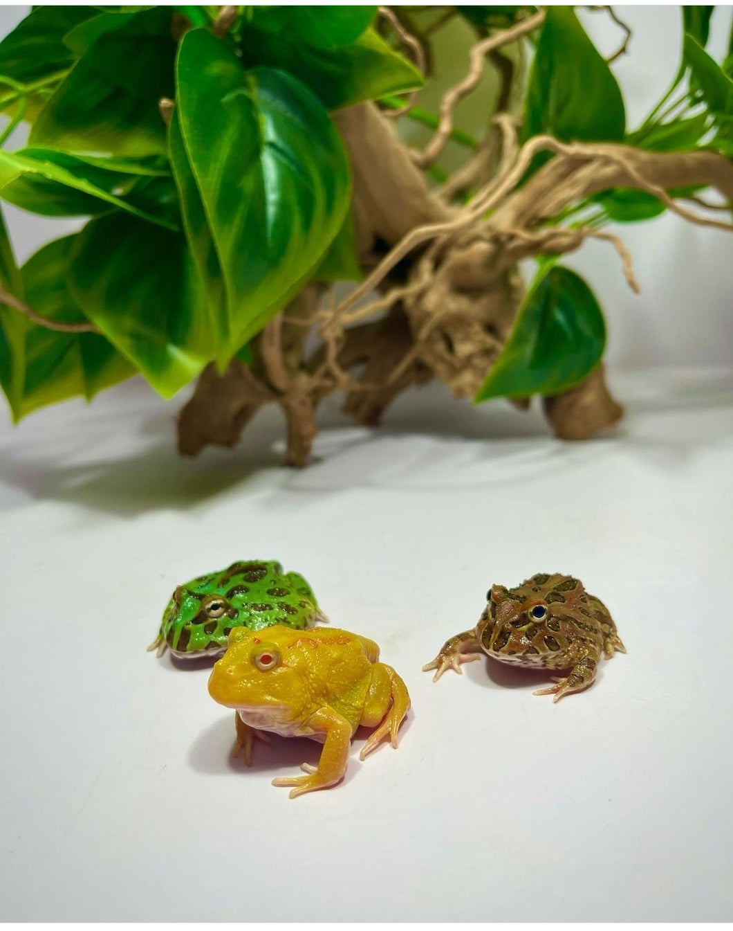 Ceratophrys cranwelli - RANA PACMAN