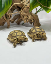 Cargar imagen en el visor de la galería, Centrochelys sulcata - Tortuga sulcata - Babys
